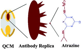 Graphical abstract: Atrazine detection based on antibody replicas