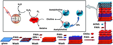 Graphical abstract: Detection of mixed organophosphorus pesticides in real samples using quantum dots/bi-enzyme assembly multilayers