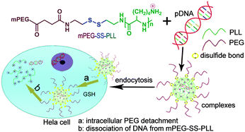 Graphical abstract: Glutathione-mediated shedding of PEG layers based on disulfide-linked catiomers for DNA delivery