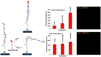 Graphical abstract: Photocontrollable DNA hybridization on reversibly photoresponsive surfaces