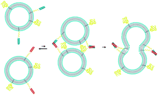 Graphical abstract: Influence of pegylation on peptide-mediated liposome fusion