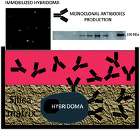 Graphical abstract: Production of monoclonal antibodies from hybridoma cells immobilized in 3D sol–gel silica matrices