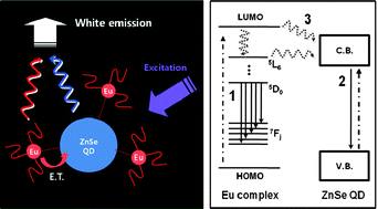 Graphical abstract: White-light emitting surface-functionalized ZnSe quantum dots: europium complex-capped hybrid nanocrystal