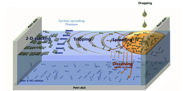 Graphical abstract: A simple and rapid formation of wet chemical etched silicon nanowire films at the air–water interface