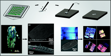 Graphical abstract: Tunable three-dimensional ZrO2 photonic crystals replicated from single butterfly wing scales