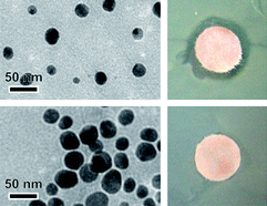 Graphical abstract: Size-selective silver nanoparticles: future of biomedical devices with enhanced bactericidal properties