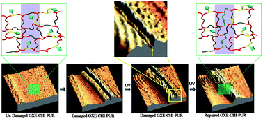 Graphical abstract: Self-healing inside a scratch of oxetane-substituted chitosan-polyurethane (OXE-CHI-PUR) networks