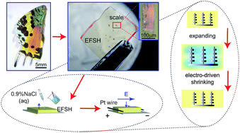 Graphical abstract: Tunable optical photonic devices made from moth wing scales: a way to enlarge natural functional structures' pool