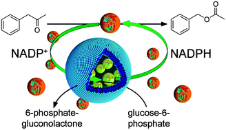 Graphical abstract: Cofactor regeneration in polymersome nanoreactors: enzymatically catalysed Baeyer–Villiger reactions