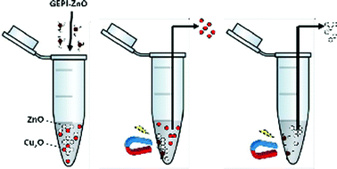 Graphical abstract: Genetically engineered polypeptides as a new tool for inorganic nano-particles separation in water based media