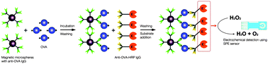 Graphical abstract: Immunomagnetic sulfonated hypercrosslinked polystyrene microspheres for electrochemical detection of proteins