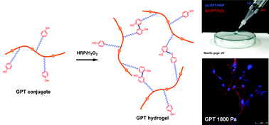 Graphical abstract: In situ cross-linkable gelatin–poly(ethylene glycol)–tyramine hydrogel viaenzyme-mediated reaction for tissue regenerative medicine