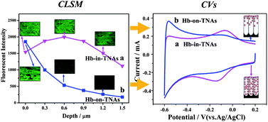 Graphical abstract: Distribution-enhanced direct electron communication of hemoglobin immobilized in pristine TiO2 nanotube arrays