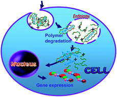 Graphical abstract: OEI800 polyconjugates linked with ketalized glycolic acid for use as gene vectors