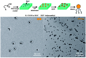 Graphical abstract: Janus nanoparticle dimers and chains viapolymer single crystals