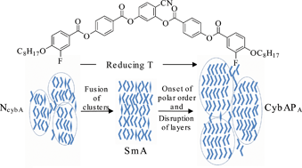 Graphical abstract: Evidence of a polar cybotactic smectic A phase in a new fluorine substituted bent-core compound