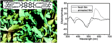 Graphical abstract: Helical columnar liquid crystals based on dendritic peptides substituted perylene bisimides