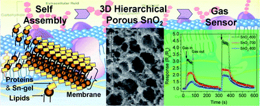 Graphical abstract: 3D hierarchical porous SnO2 derived from self-assembled biological systems for superior gas sensing application,