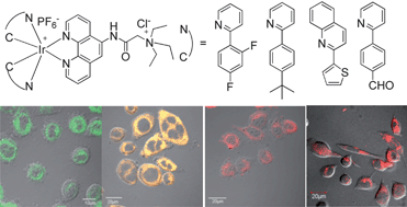 Graphical abstract: Water-soluble phosphorescent iridium(iii) complexes as multicolor probes for imaging of homocysteine and cysteine in living cells