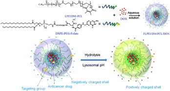 Graphical abstract: Linear polyethyleneimine-based charge-reversal nanoparticles for nuclear-targeted drug delivery