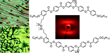 Graphical abstract: Laterally connected bent-core dimers and bent-core-rod couples with nematic liquid crystalline phases