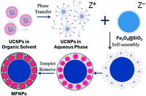 Graphical abstract: One-pot self-assembly of multifunctional mesoporous nanoprobes with magnetic nanoparticles and hydrophobic upconversion nanocrystals