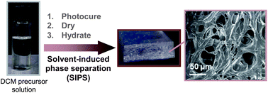 Graphical abstract: Tuning PEG-DA hydrogel properties via solvent-induced phase separation (SIPS)