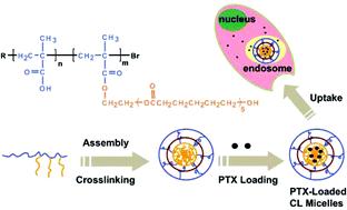 Graphical abstract: Cross-linked micelles of graftlike block copolymer bearing biodegradable ε-caprolactone branches: a novel delivery carrier for paclitaxel