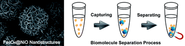 Graphical abstract: Hierarchical magnetic core–shell nanoarchitectures: non-linker reagent synthetic route and applications in a biomolecule separation system