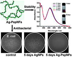 Graphical abstract: Silver mineralization on self-assembled peptide nanofibers for long term antimicrobial effect