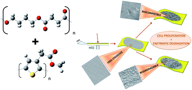 Graphical abstract: Biodegradable free-standing nanomembranes of conducting polymer:polyester blends as bioactive platforms for tissue engineering