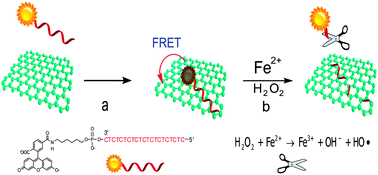 Graphical abstract: A simple and facile strategy based on Fenton-induced DNA cleavage for fluorescent turn-on detection of hydroxyl radicals and Fe2+