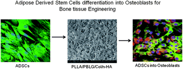 Graphical abstract: Biomimetic composites and stem cells interaction for bone and cartilage tissue regeneration