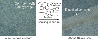 Graphical abstract: On-demand serum-degradable amylopectin-based in situ gellable hydrogel