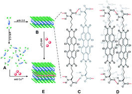 Graphical abstract: Self-assembled monolayer and multilayer films based on l-lysine functionalized perylene bisimide