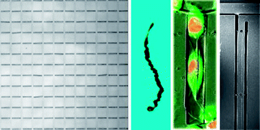 Graphical abstract: Fabrication and applications of large arrays of multifunctional rolled-up SiO/SiO2 microtubes