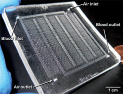 Graphical abstract: Bio-inspired, efficient, artificial lung employing air as the ventilating gas