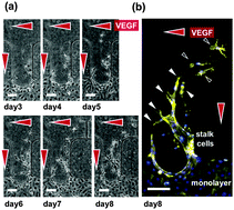 Graphical abstract: In vitro 3D collective sprouting angiogenesis under orchestrated ANG-1 and VEGF gradients