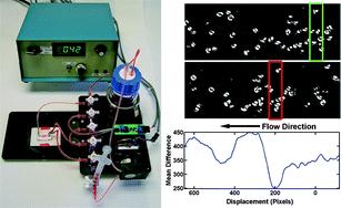 Graphical abstract: A microfluidic system to study cytoadhesion of Plasmodium falciparum infected erythrocytes to primary brain microvascularendothelial cells