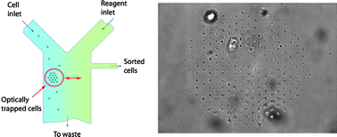 Graphical abstract: Microfluidic array cytometer based on refractive optical tweezers for parallel trapping, imaging and sorting of individual cells