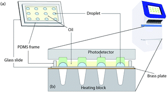 Graphical abstract: Real-time PCR of single bacterial cells on an array of adhering droplets