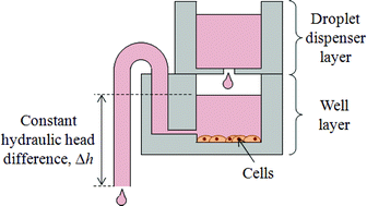 Graphical abstract: A pumpless cell culture chip with the constant medium perfusion-rate maintained by balanced droplet dispensing