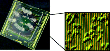 Graphical abstract: Monitoring cellular stress responses to nanoparticles using a lab-on-a-chip