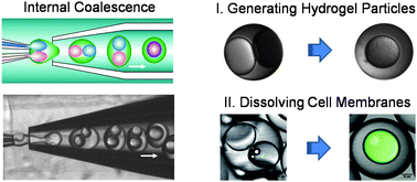 Graphical abstract: Reactions in double emulsions by flow-controlled coalescence of encapsulated drops
