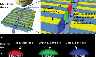 Graphical abstract: Biocompatible multi-address 3D cell assembly in microfluidic devices using spatially programmable gel formation