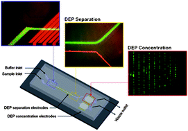 Graphical abstract: Continuous dielectrophoretic bacterial separation and concentration from physiological media of high conductivity