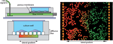 Graphical abstract: Rapid spatial and temporal controlled signal delivery over large cell culture areas