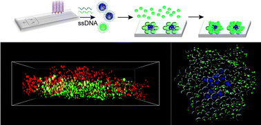 Graphical abstract: DNA-templated assembly of droplet-derived PEG microtissues