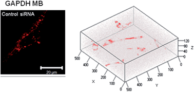 Graphical abstract: Monitoring mRNA in living cells in a 3D in vitro model using TAT-peptide linked molecular beacons