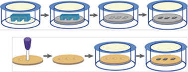 Graphical abstract: Tools for micropatterning epithelial cells into microcolonies on transwell filter substrates